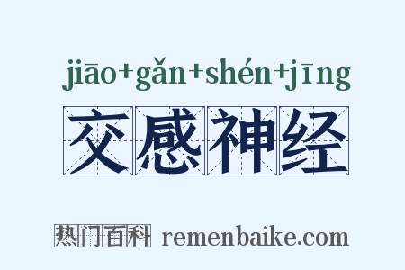 交感神经是什么意思的图片
